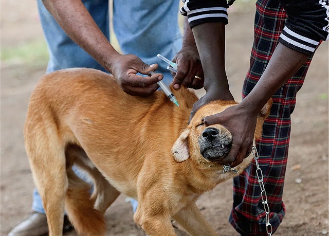 Uganda Urges Mass Pet Vaccination as Rabies Threat Grows Ahead of World Rabies Day
