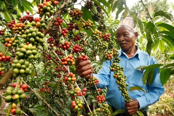 HARVEST IS GOOD! Uganda Sept Coffee Exports Hit Shs765bn