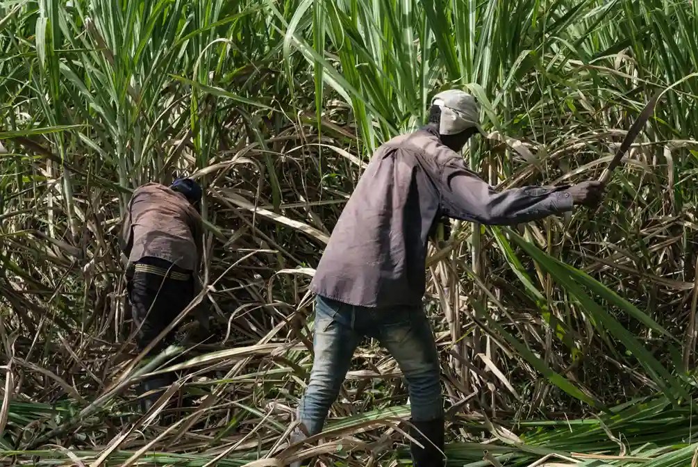 Sweet Industry, Sour Policy: Sugar Cane Farmers Sound Alarm Over ‘Dangerous’ Tax