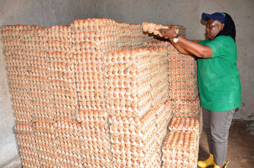 How dfcu Bank Is Supporting Dem Poultry Farm to Expand into Regional Markets – The Voice Uganda