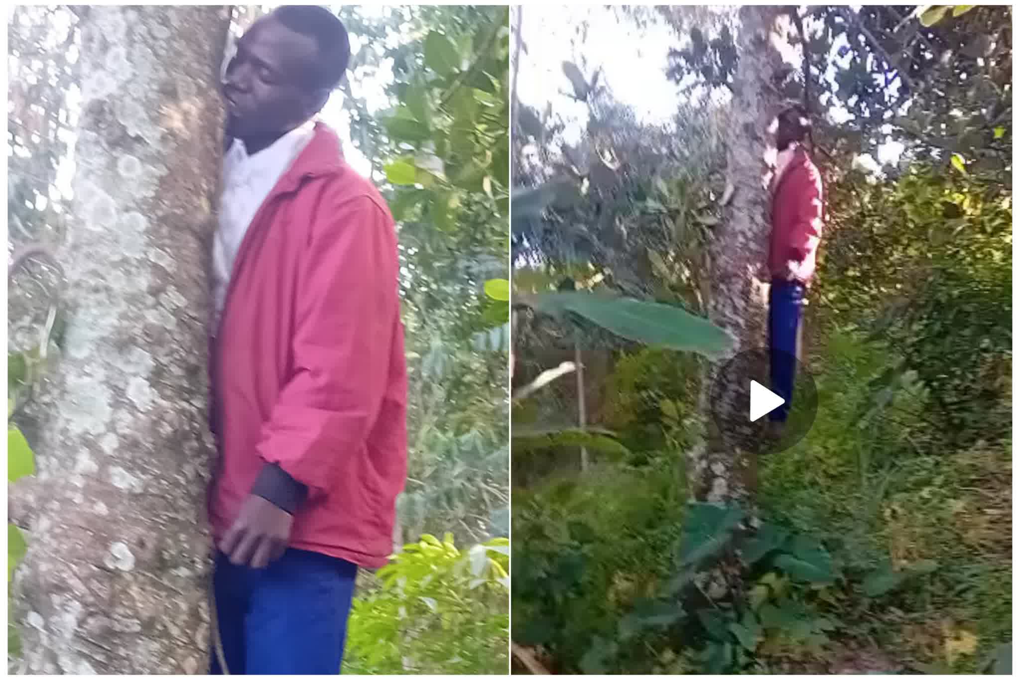 Man hangs self on an avocado tree in Bushenyi district
