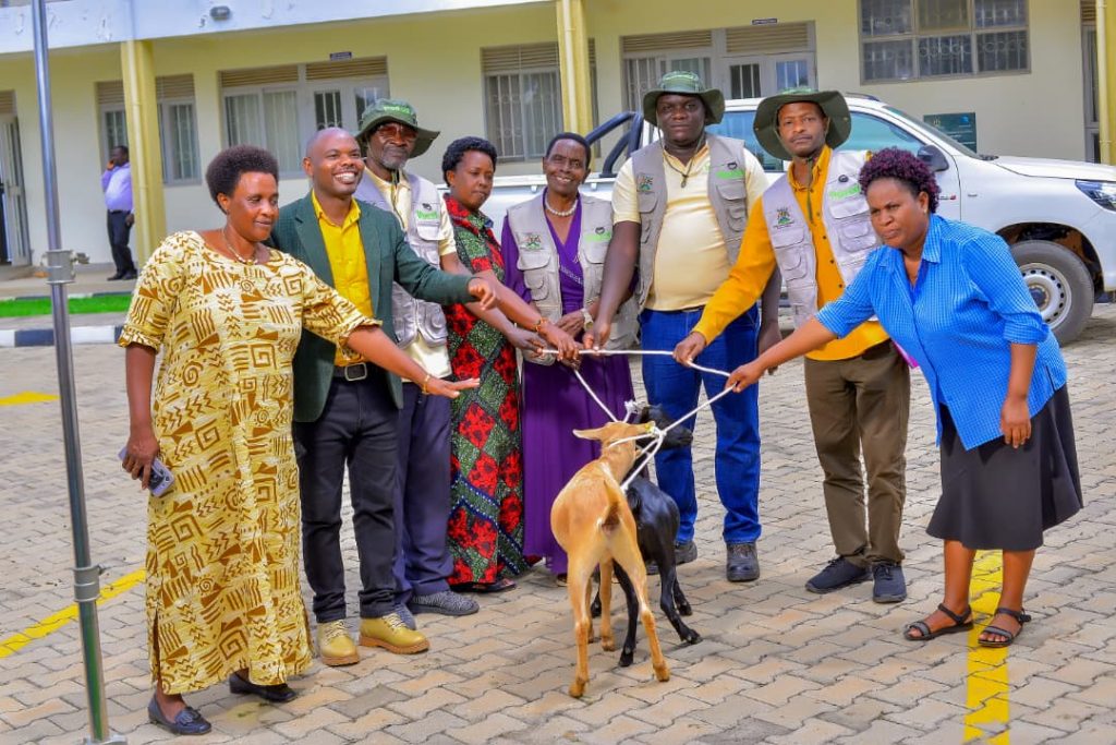 ECOTRUST Distributes Ruminant Animals to Model Agroforestry Farmers in Kamwenge  – The Voice Uganda