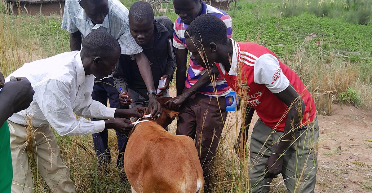 Government Launches Mandatory Livestock Vaccination Campaign Against Foot-and-Mouth Disease