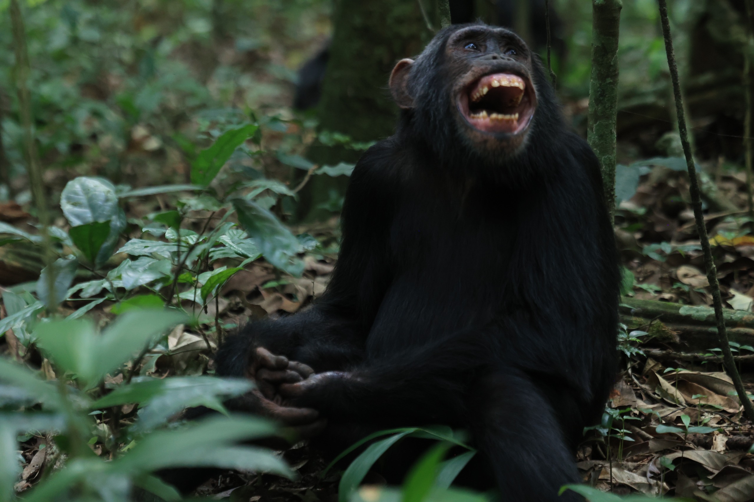 Kisoro Faces Environmental Crossroads as Quarrying Expands Near Uganda’s Gorilla Conservation Zone