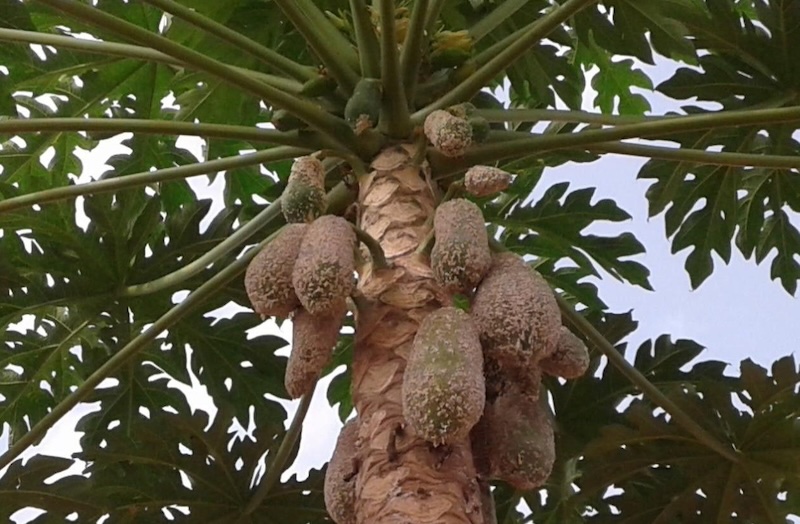 Kitgum farmers count losses as pawpaw mealybugs ravage gardens
