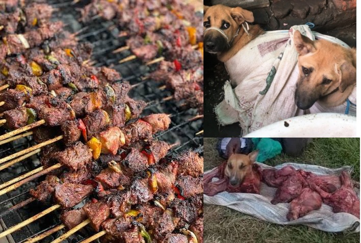 MUCHOMO LOVERS BEWARE! Police Rescue 48 Dogs, Seize ‘Goat Meat’ Carcasses Bound for Mityana–Mubende Roadside Roasters