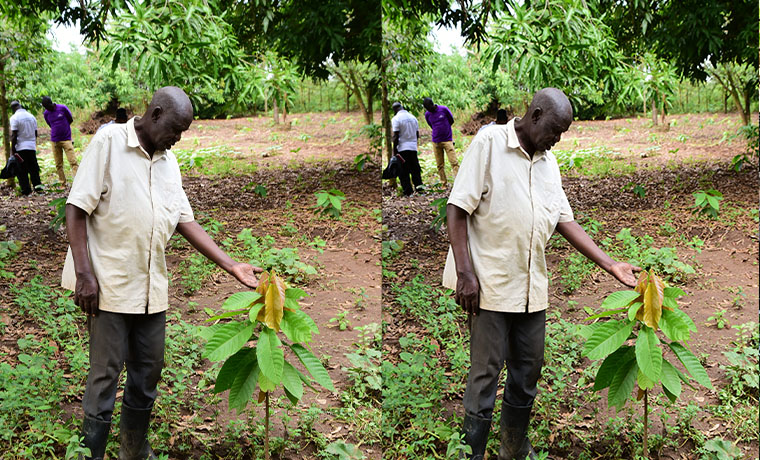 Solar Irrigation Powers Cocoa Revolution in Lira Through Equity Bank Financing – mulengeranews.com