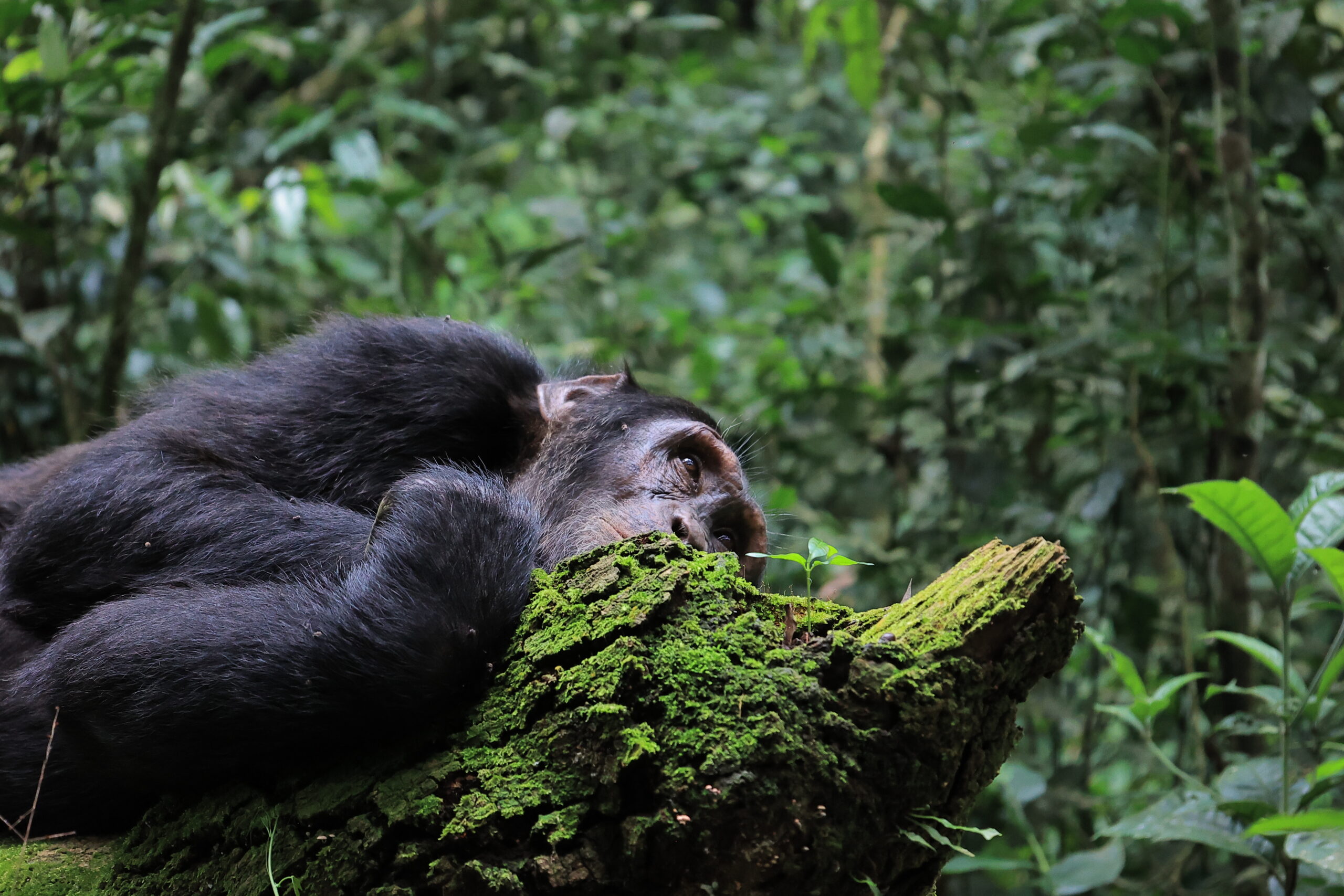 UGANDA’S INVITATION TO THE WORLD: BEFORE YOU BELIEVE THE HEADLINES, COME EXPERIENCE THE PEARL OF AFRICA