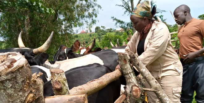 Govt to import 10 million vaccines to control cattle disease