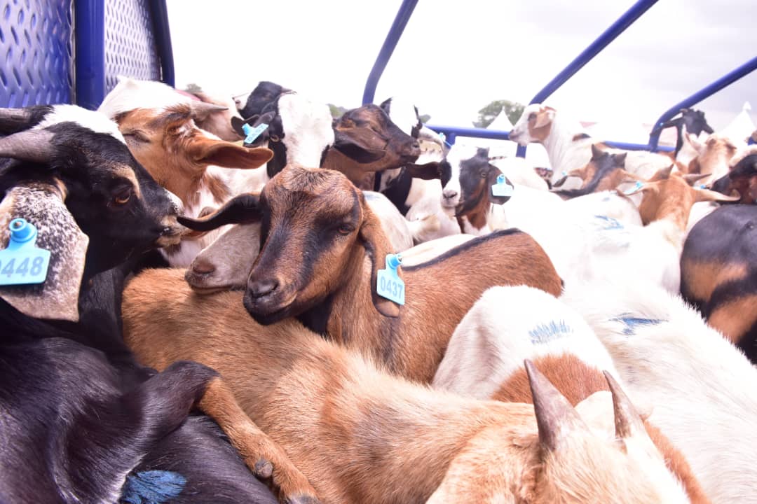Katakwi Farmers Jubilate As State House, VP Alupo Provide Them With Miraculous Hybrid Goats