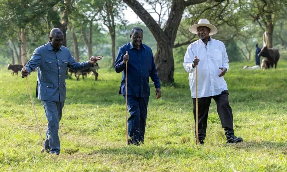 Museveni Hosts Ruto, Raila at Kisozi farm!