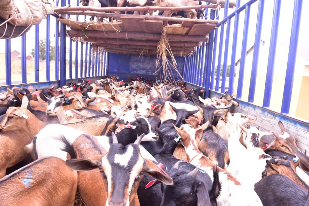 Vice President Alupo Empowers 230 Katakwi Farmers with Hybrid Goats