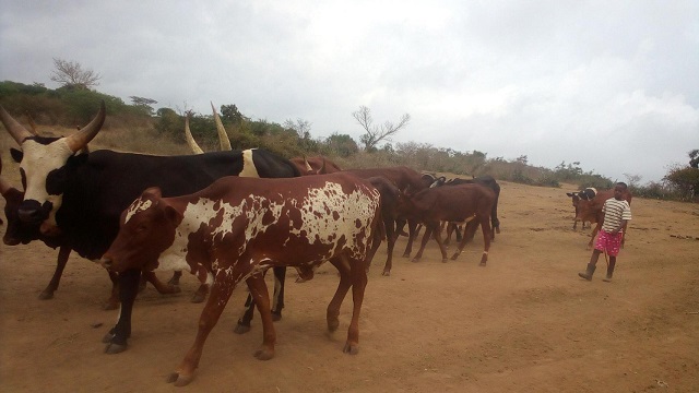 ‘Black Quarter Disease’ kills dozens of cattle in Terego