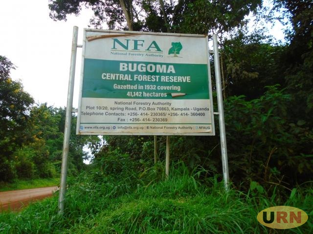 Activists poke holes in leaked Bugoma forest survey report