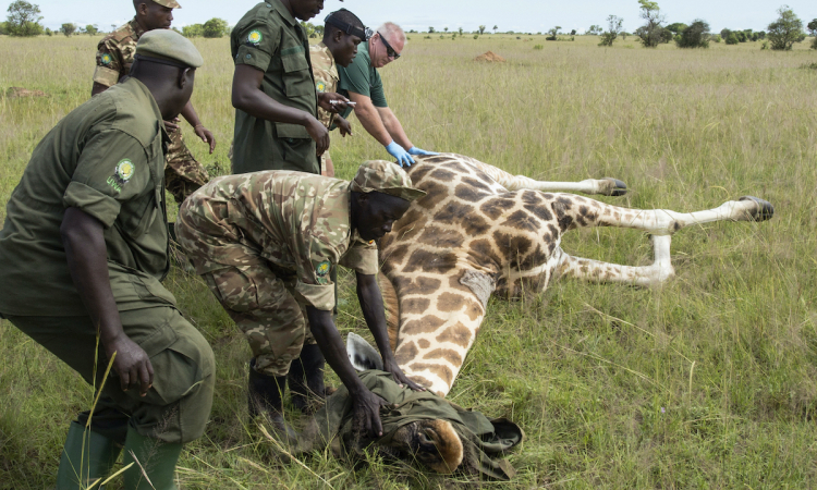 Calls for Increased Support to Rangers in Wildlife Conservation Efforts