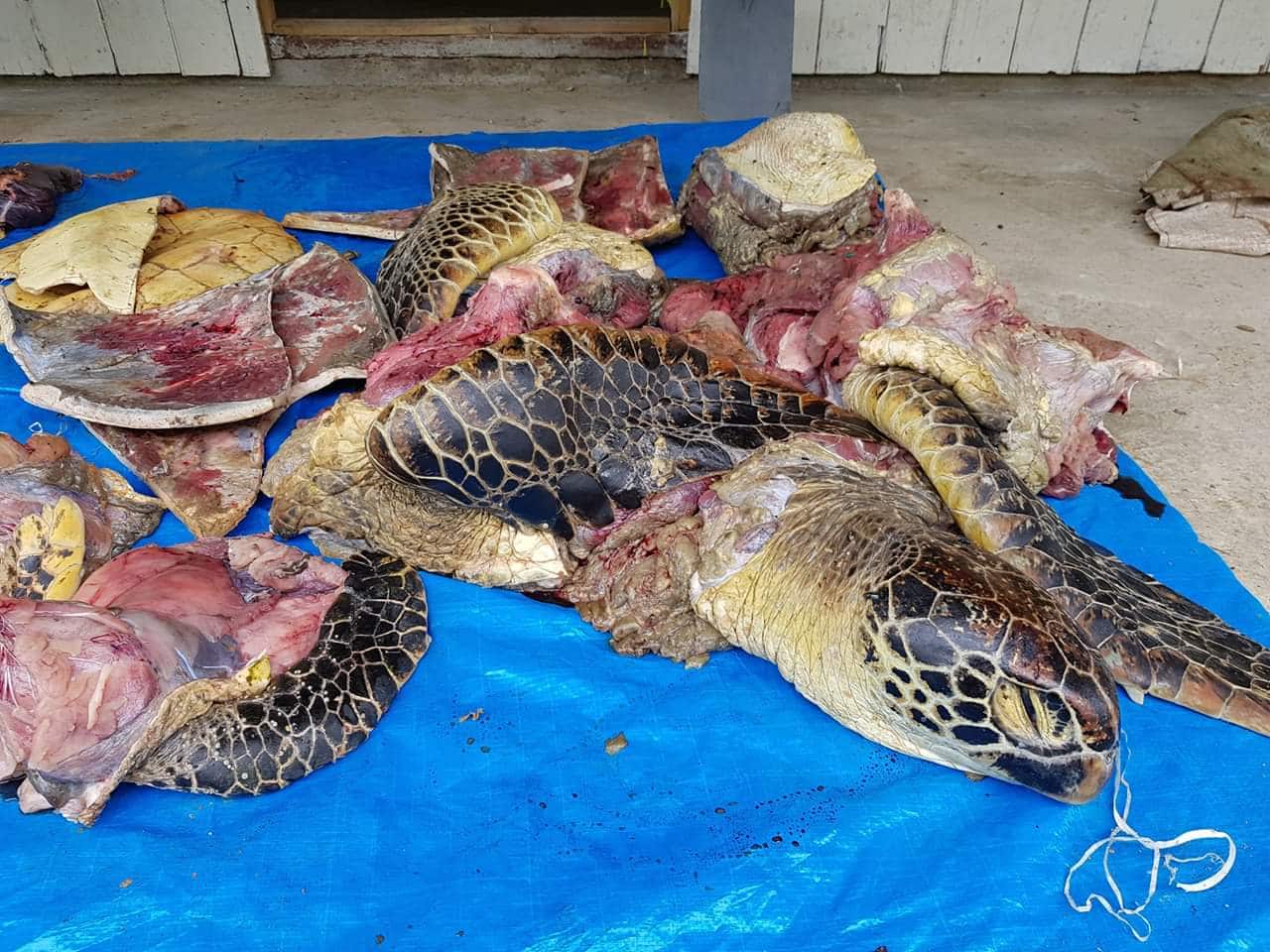 Eight Dead, Seventy-Eight Sick After Consuming Sea Turtle Meat in Tanzania