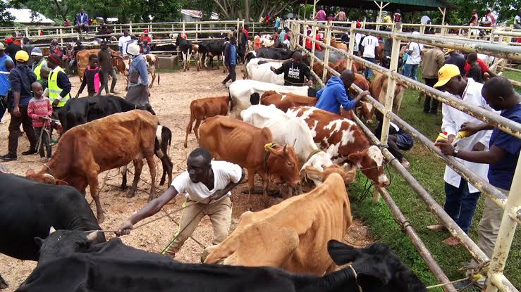 Kampala livestock markets Closed Over FMD
