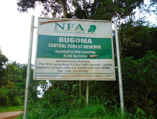 Locals Up In Arms against Hire Of Bugoma Forest