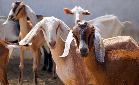 MPs Question Government Expenditure on Expensive Goats
