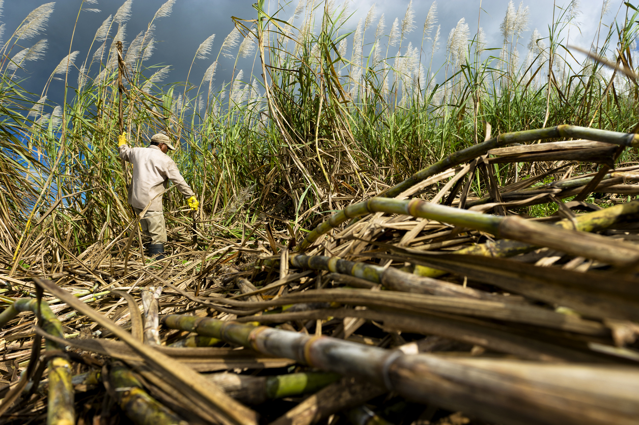 Sugarcane Farmers Advocate for Fair Pricing Based on Production Costs