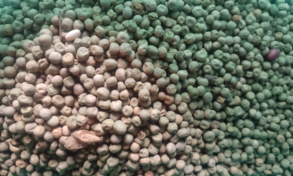 The Green Peas locally known as “Obukwamimbi are purely a Farmer's Variety - UG Standard