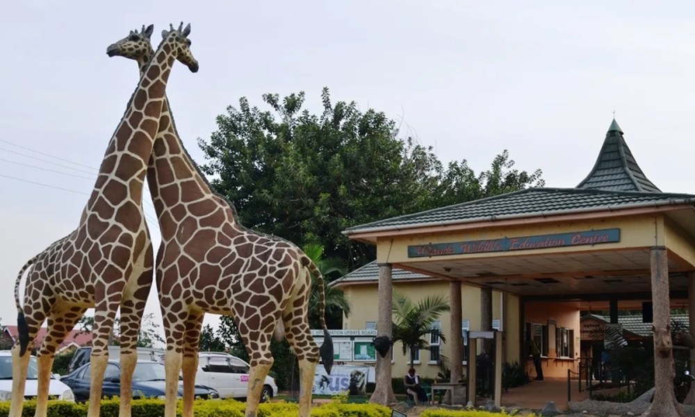 Uganda Wildlife Education Centre Sees Surge in Tourist Numbers