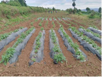 NARO-KOPIA Collaboration Boosts Agricultural Productivity in Uganda