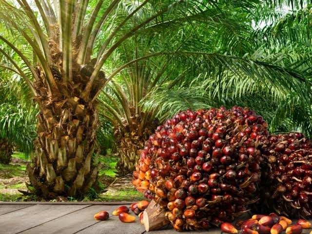 Oil Palm Growing in Busoga Sub Region Kicks Off After 13 Years of Waiting