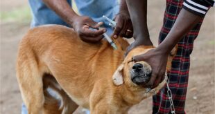Uganda Urges Mass Pet Vaccination as Rabies Threat Grows Ahead