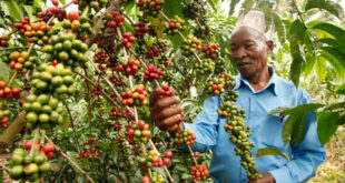 A happy farmer attending to his coffee garden