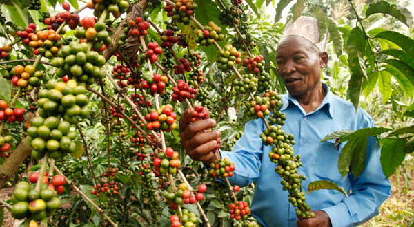 HARVEST IS GOOD! Uganda Sept Coffee Exports Hit Shs765bn 1 A happy farmer attending to his coffee garden