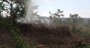 Inside the 70-Acre Kanungu Land Row: RDCs, Local Leaders, and a Family’s Cry for Justice 3 charcoal burning going on the land