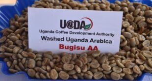 Coffee-1204x803.x83692