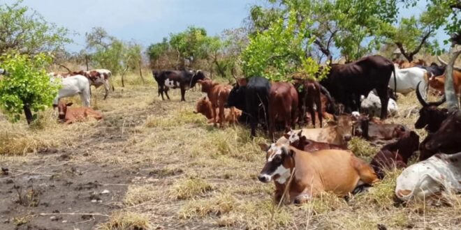 Joint Police–UPDF Operation Recovers 84 Stolen Cattle in Amuru
