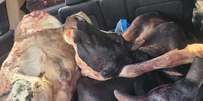 Three Arrested in Nakulabye with Two Slaughtered Cows in a