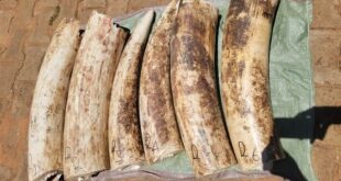 UWA Breaks into Ivory Trafficking Network in Bukedea