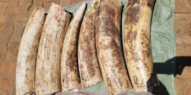 UWA Breaks into Ivory Trafficking Network in Bukedea