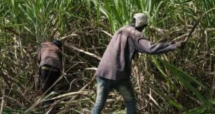 Sweet Industry, Sour Policy: Sugar Cane Farmers Sound Alarm Over ‘Dangerous’ Tax