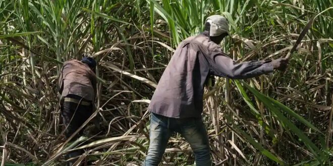 Sweet Industry, Sour Policy: Sugar Cane Farmers Sound Alarm Over ‘Dangerous’ Tax