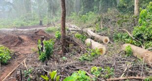 Can UWA save and restore Bugoma forest