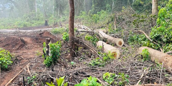 Can UWA save and restore Bugoma forest