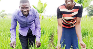 MPs question govt rice growing ban in Bukedi