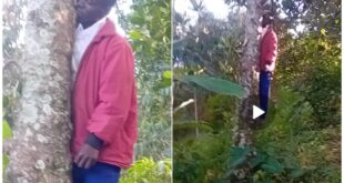 Man hangs self on an avocado tree in Bushenyi district