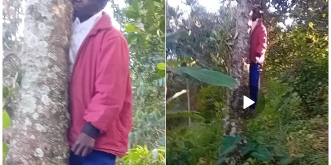 Man hangs self on an avocado tree in Bushenyi district