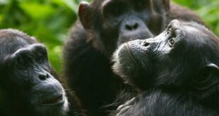 Surreal experience with chimps inside Kibale National Park