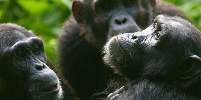 Surreal experience with chimps inside Kibale National Park