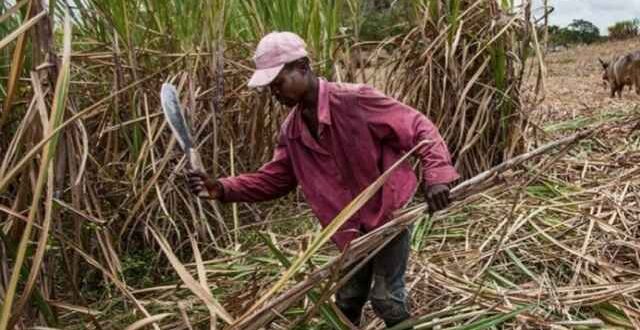 Take Them Back! IGP Rescinds Earlier Directive, Orders Return Of Confiscated Farmers’ Weighbridges Amid Escalating Sugar War