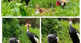 UWA Celebrates Birth of Rare Grey Crowned Crane Triplets at