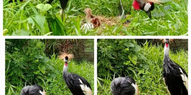 UWA Celebrates Birth of Rare Grey Crowned Crane Triplets at