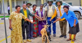 ECOTRUST Distributes Ruminant Animals to Model Agroforestry Farmers in Kamwenge